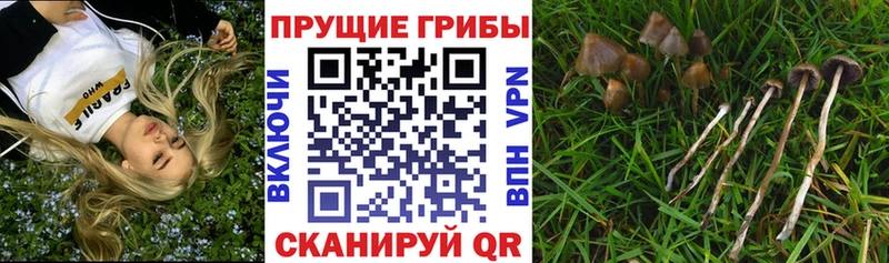 сколько стоит  Пучеж  Псилоцибиновые грибы Cubensis 